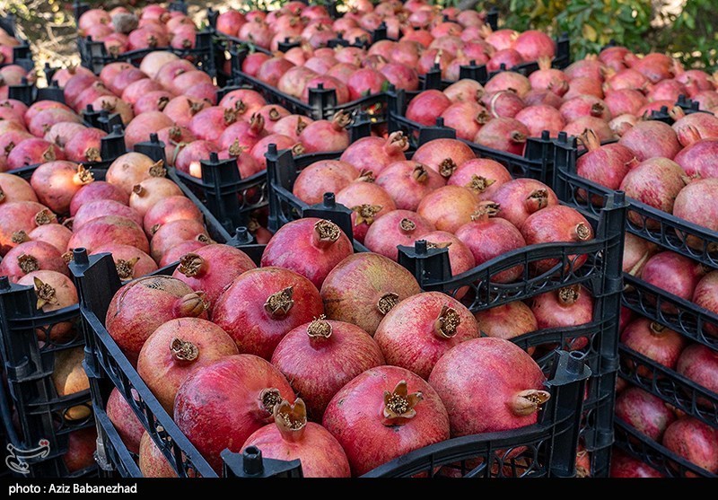 تولید ۶۷ هزار و ۷۰۰ تن انار در باغات لرستان