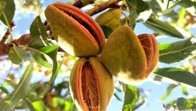 تکمیل زنجیره ارزش راهبردی بادام در قطب تولید/ نخستین شهرک تخصصی راهاندازی میشود