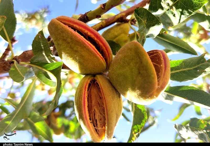 تکمیل زنجیره ارزش راهبردی بادام در قطب تولید/ نخستین شهرک تخصصی راهاندازی میشود