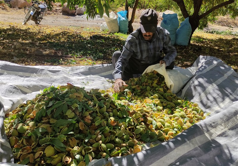 تکمیل زنجیره ارزش راهبردی بادام در قطب تولید/ نخستین شهرک تخصصی راهاندازی میشود