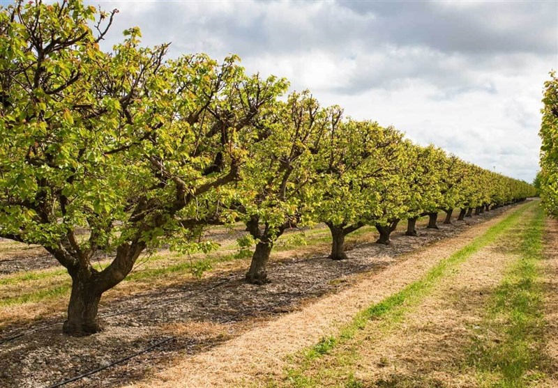 تکمیل طرح شبکههای فرعی آبیاری و زهکشی غرب و شمالغرب تا پایان دولت