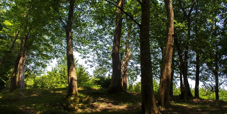 جنگلزدایی باعث تشدید ریزگردها خواهد شد