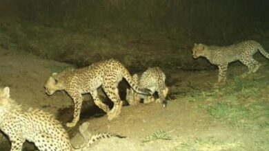 حالِ خوش هر ۴ تولهیوزپلنگِ «خورشید» خانم+ عکس