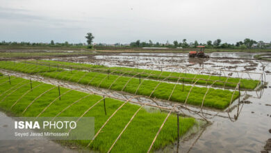 خدمات تطبیق و مستندسازی اراضی در سازمان امور اراضی متمرکز میشود