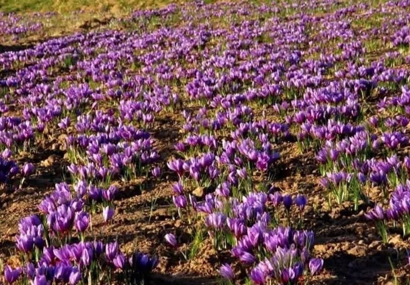 خراسان جنوبی ۲۳ هزار و ۶۵۵ زعفرانکار دارد/ صادرات زعفران برای صنایع داروسازی