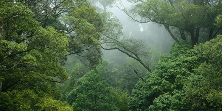 خروج ۴۰۰ هکتار از جنگلهای سوادکوه از دایره وقف