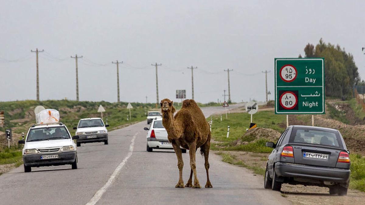 درخواست فنسکشی برای حفاظت یوزها را نمیپذیریم/ فرهنگسازی برای کنترل تردد شترها