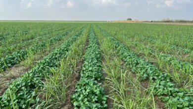 دولت بدقولی نکند؛ بدون پشتوانه نمیتوان کلزا کشت کرد