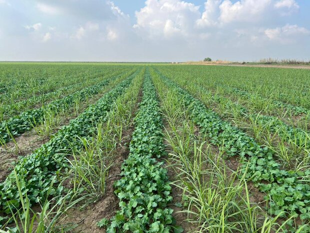 دولت بدقولی نکند؛ بدون پشتوانه نمیتوان کلزا کشت کرد