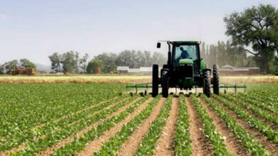 دولت موظف به نظاممند کردن سنجش سلامت محصولات زراعی و دامی شد