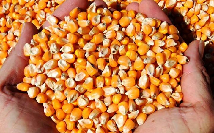 «ذرتهای دورریز» سر از کارخانجات خوراک دام در میآورد