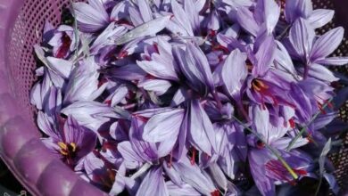 روایت تسنیم از مصائب زعفرانکاران گنابادی/ حمایتهایی که کافی نیست + فیلم