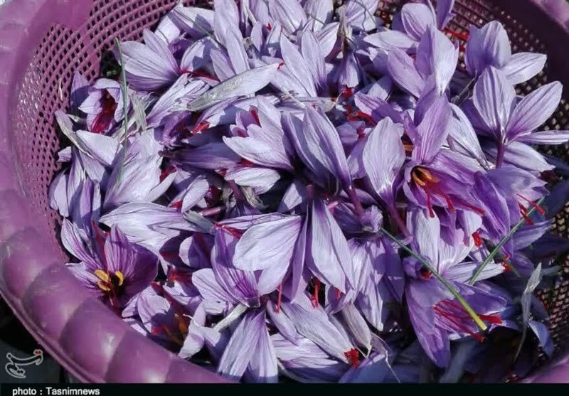 روایت تسنیم از مصائب زعفرانکاران گنابادی/ حمایتهایی که کافی نیست + فیلم