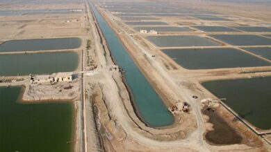 روش تولید میگو در سایتهای پرورشی بوشهر از سنتی به متراکم تبدیل میشود