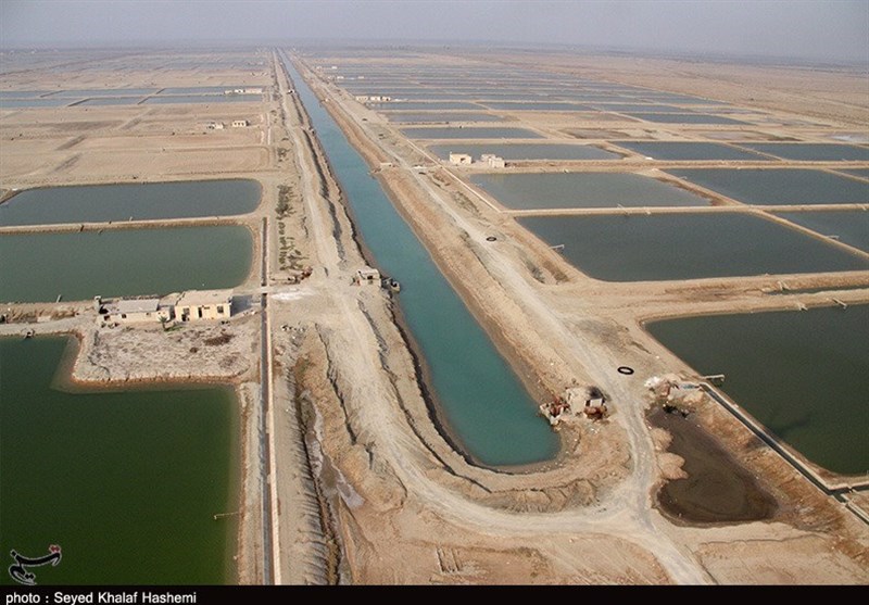 روش تولید میگو در سایتهای پرورشی بوشهر از سنتی به متراکم تبدیل میشود