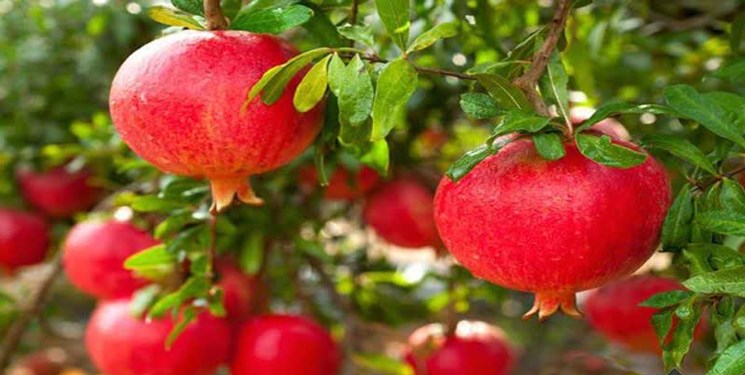 رونق باغهای یاقوت سرخ منتظر احداث سردخانه، خرید تضمینی و حمایت از باغدار