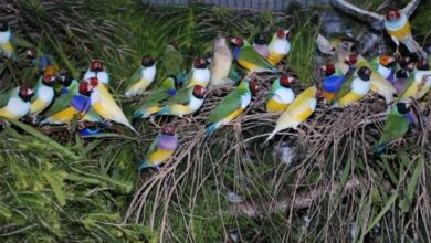 شرکت تعاونی تولیدکنندگان پرندگان زینتی کاشان تشکیل میشود