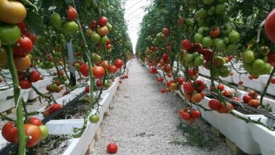 صادرات ۱۰۰ تن محصولات گلخانهای خاش به خارج