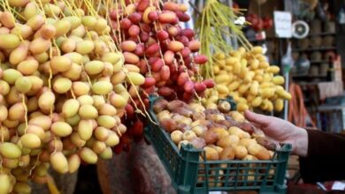 صادرات ۱۲۰۰ تن خرمای نخلستانهای فنوج به خارج از کشور