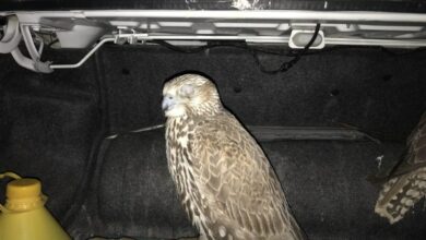 صدور قرار وثیقه ۶ میلیارد تومانی برای قاچاقچی پرندگان شکاری در قم