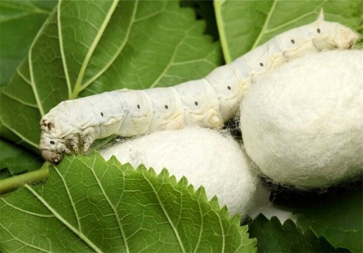 طراحی و تولید انواع ابزار و ماشینآلات صنعتی در حوزه ابریشم