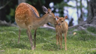 فصل شکار شکارچیان غیرمجاز در خراسان شمالی/ عزم جدی محیطبانان برای حفظ «گونههای جانوری»