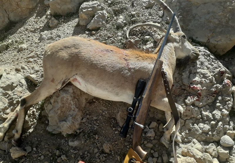 قاتل «کل بزهای» دنا دستگیر شد/ ضبط دومین اسلحه مرگبار حیات وحش