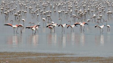 قشم میزبان فلامینگوهای مهاجر از سیبری شد