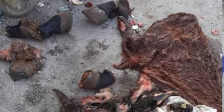 ماجرای اسبکُشی در رباط کریم چیست؟