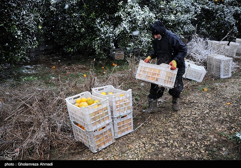 محصولات باغی قیروکارزین پتانسیل ثبت جهانی را دارد