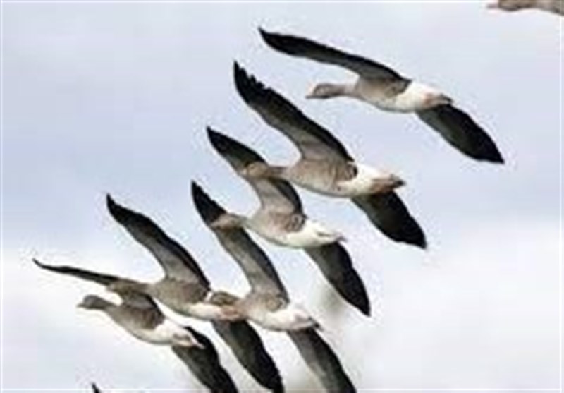 محیط زیست اردبیل: گزارشی از بیماری آنفلوانزای فوقحاد پرندگان نداشتهایم