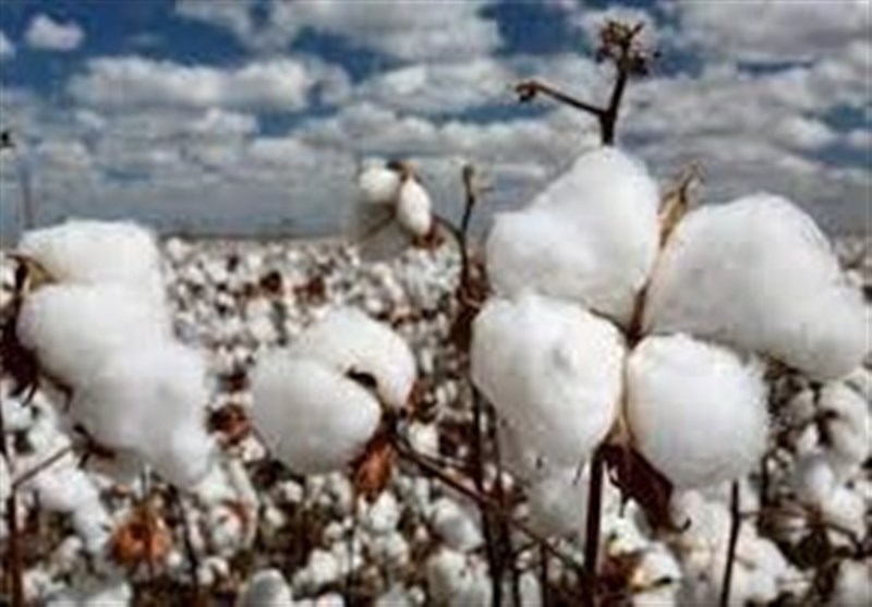 مزارع پنبه سیستان و بلوچستان آماده برداشت شد