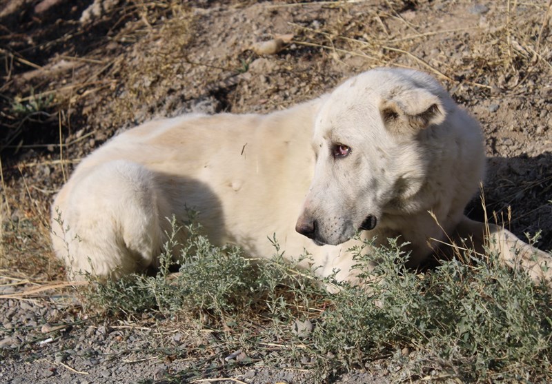 معضل سگهای ولگرد نیاز به چارهاندیشی دارد!