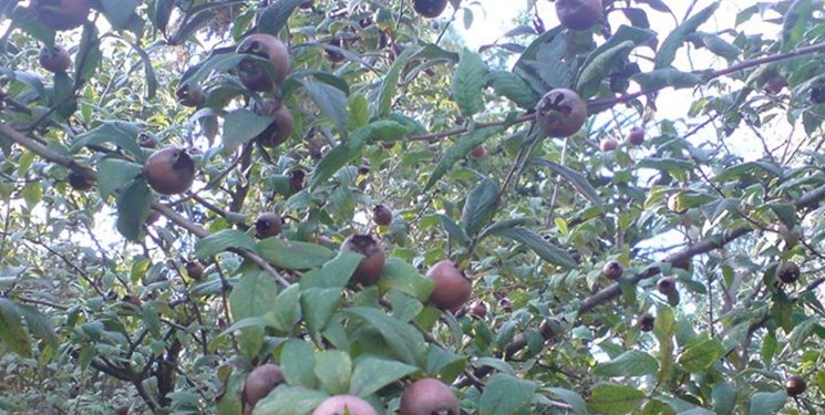 نوبرانههای پاییزی؛ برکتی در دل جنگلهای هیرکانی