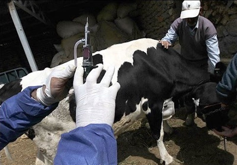 هشدار شیوع تب برفکی در لرستان