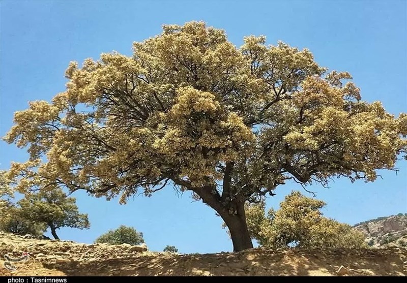 هشدار پدافند غیرعامل درباره احتمال گسترش آفت بلوط/بودجه تعیین شد اما تخصیص نیافت