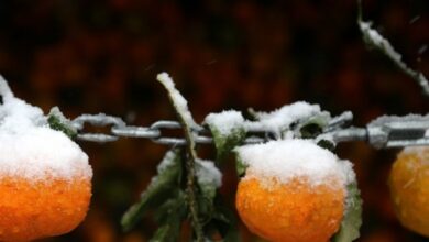 هواشناسی ایران ۱۴۰۲/۰۹/۰۶؛ هشدار بارش باران و برف در ۱۶ استان/هوای تهران امروز تمیز میشود