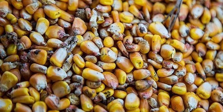ورود 11 هزار و 500 تن ذرت فاسد به استان فارس و عزل یک مدیر مسؤولیتپذیر!