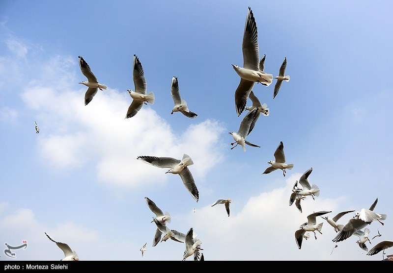 پرندگان مهاجر به تالابهای خراسان شمالی پایش میشوند