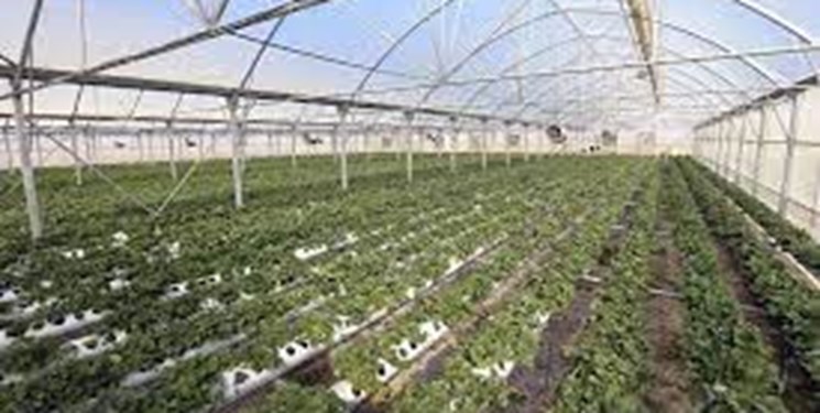 پروانه تاسیس گلخانه تابع اقلیم در شهرستانهای فارس صادر میشود