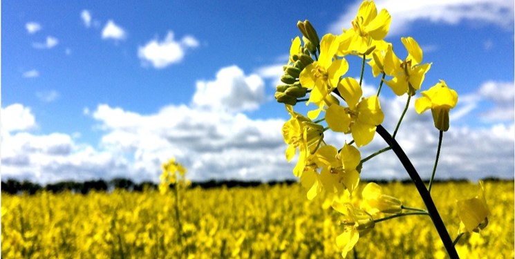 پیشبینی برداشت ۱۷ هزار تن کلزا در ایلام