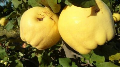 پیشبینی برداشت ۴۰۰ تن «به» از باغات بروجرد