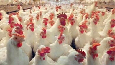 چگونه با گران نکردن کالا تولیدکننده سود ببرد