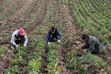 کشت محصولات پاییزه علوفهای در قزوین آغاز شد