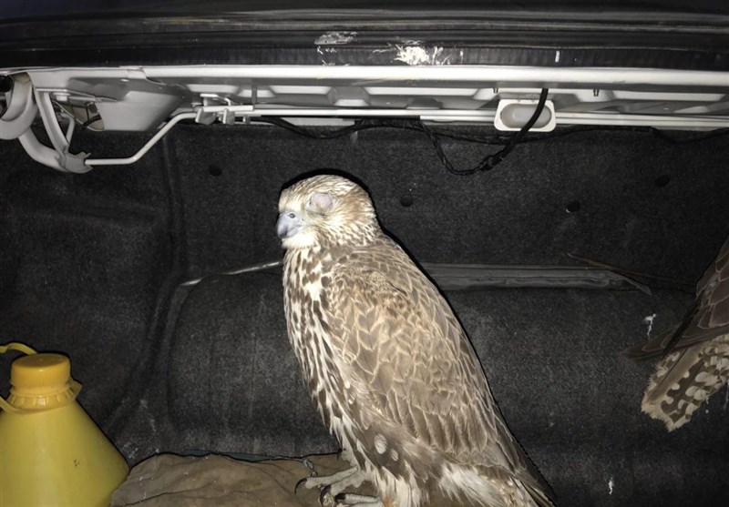 کشف ۳ پرنده شکاری کمیاب بالابان قاچاق در استان بوشهر