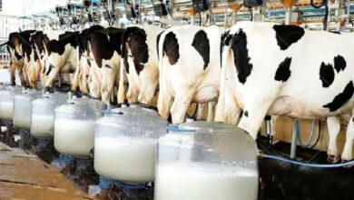 کمترین تورم سالانه برای «شیر» ثبت شد