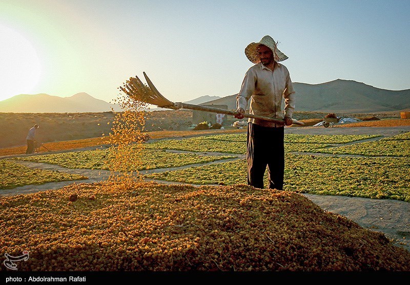 کیفیسازی ۸۰ درصد از واحدهای تصفیه و بستهبندی کشمش