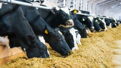 ۲۴ میلیون تن پسماند کشاورزی خوراک دام میشود