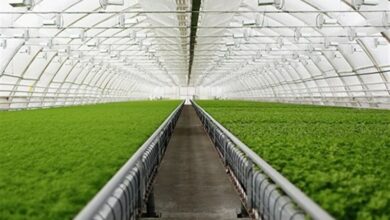 ۴ برابر تعهد وزارتخانهای توسعه گلخانه در همدان محقق شده است