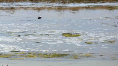 آب به تالاب بینالمللی گاوخونی رسید